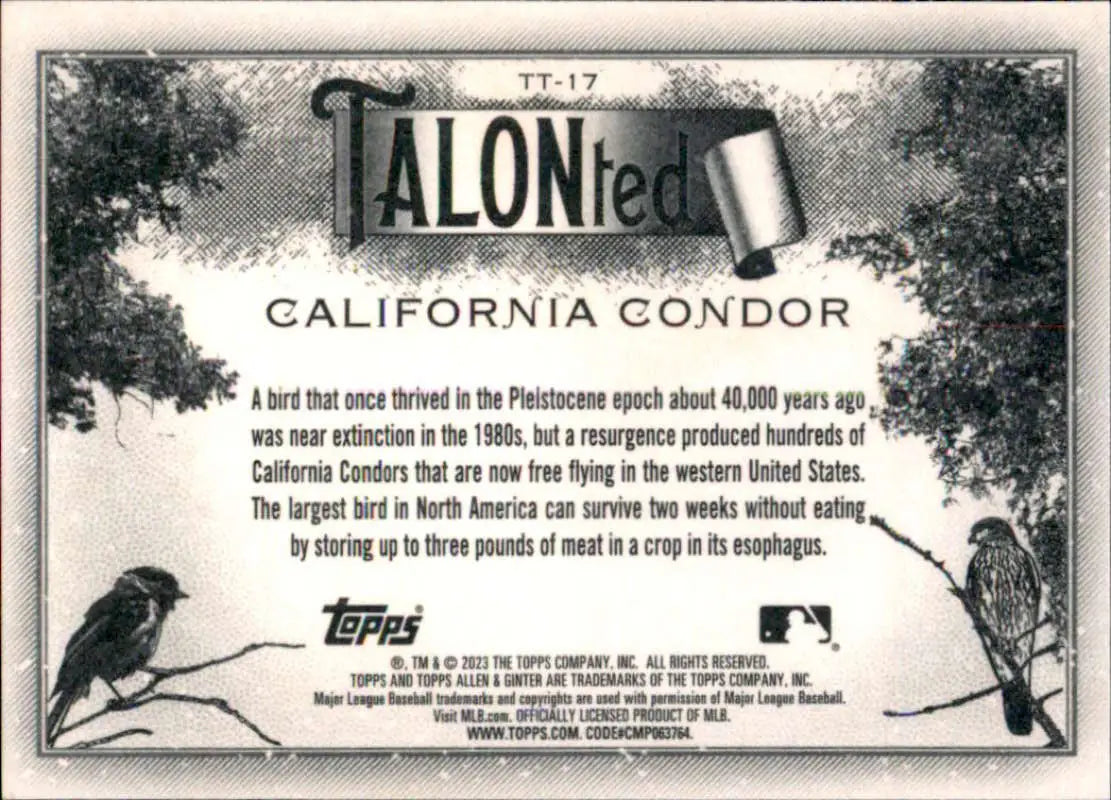 2023 Topps Allen and Ginter TALON-ted #TT-17 California Condor NM Near ID:66690 - Baseball Card Single