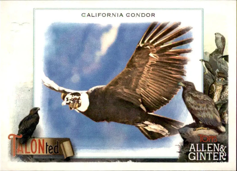 2023 Topps Allen and Ginter TALON-ted #TT-17 California Condor NM Near ID:66690 - Baseball Card Single
