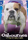 Bulldog in purple knit hat on patriotic background for Osbournes Internet Exclusive Promo Card